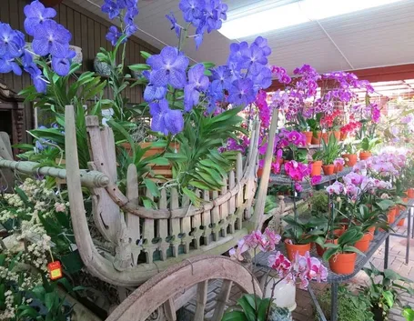 terriccio orchidee-5