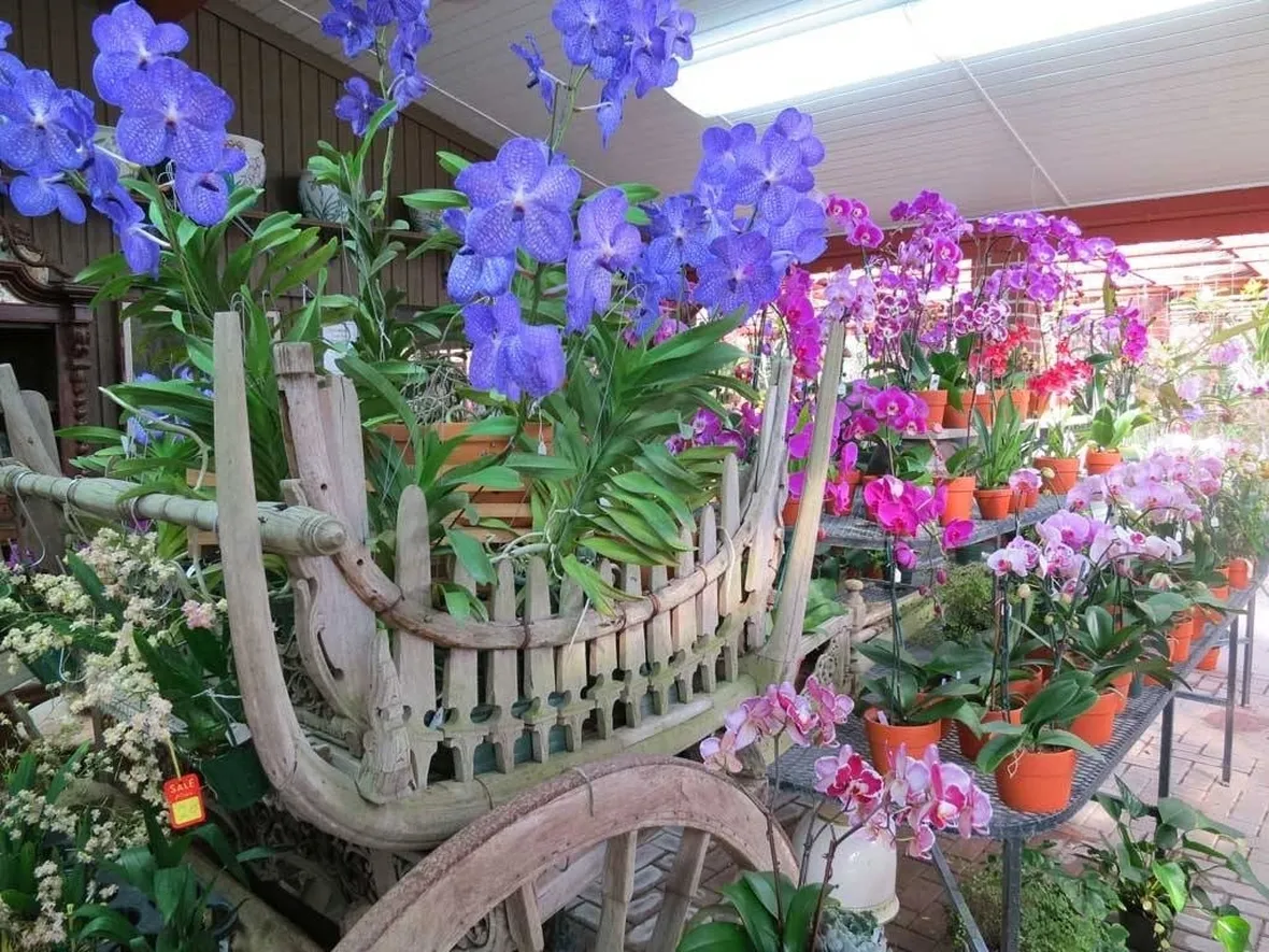 terriccio orchidee-5