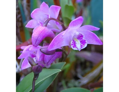 terriccio orchidee-6