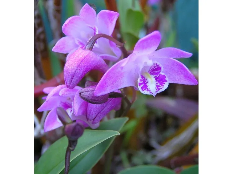terriccio orchidee-6