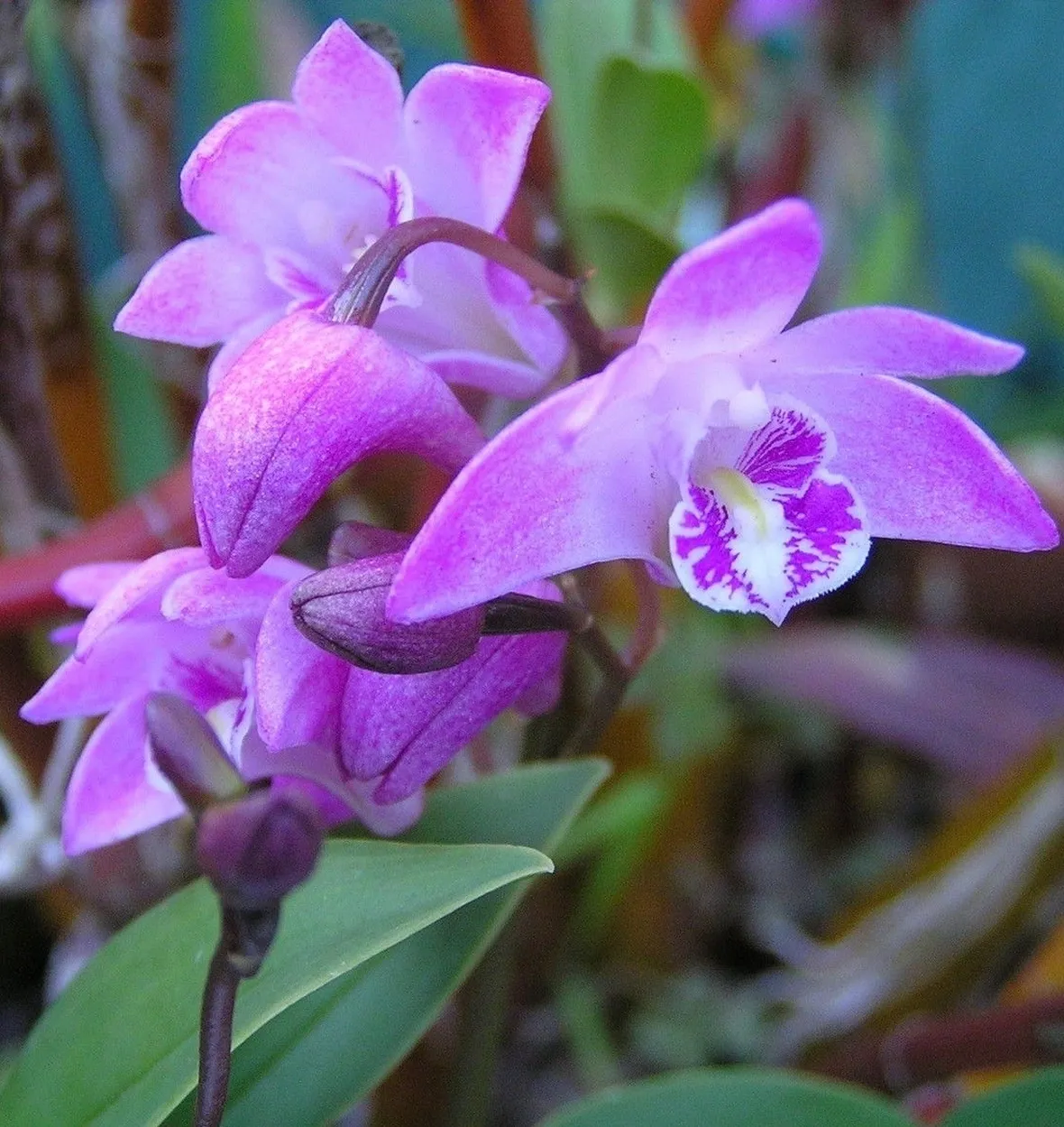 terriccio orchidee-6