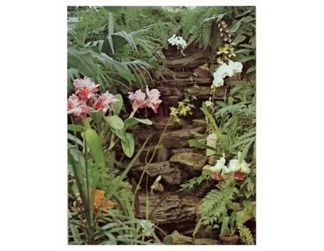 terriccio orchidee-7