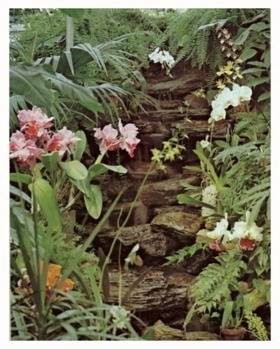terriccio orchidee-7