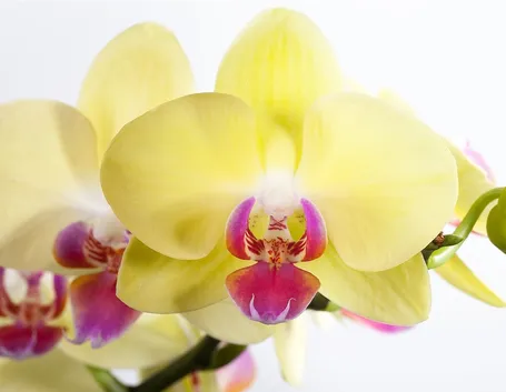 terriccio orchidee-8