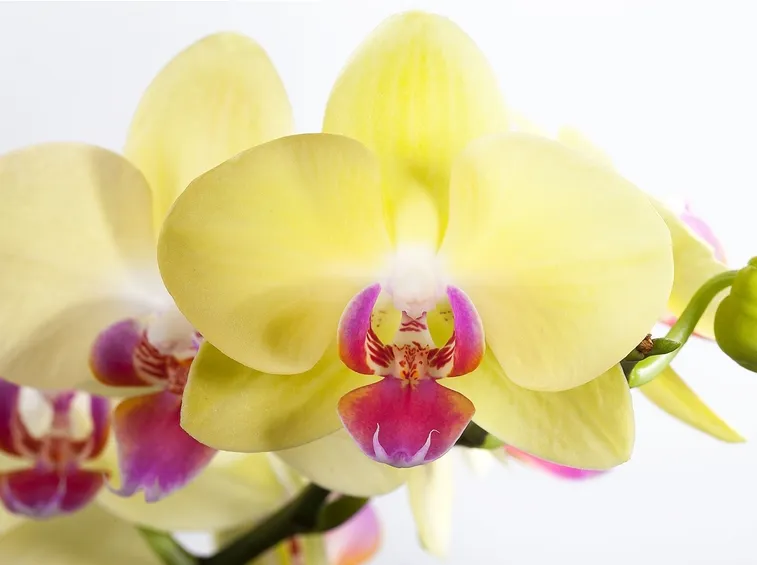 terriccio orchidee-8