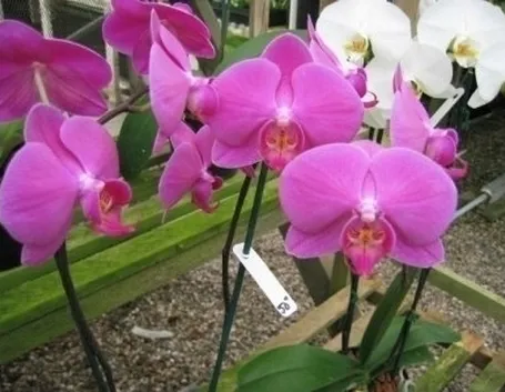 terriccio orchidee-9
