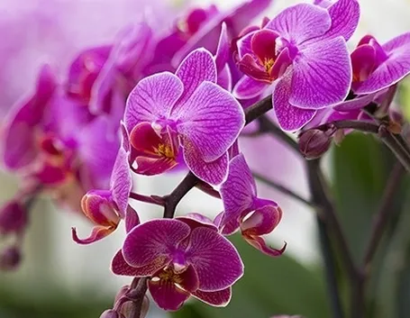 terriccio orchidee