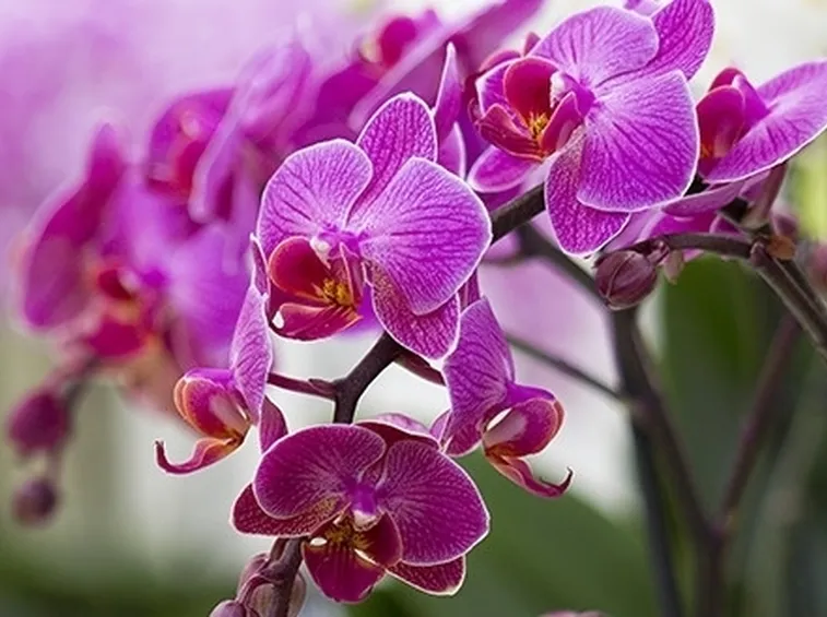 terriccio orchidee
