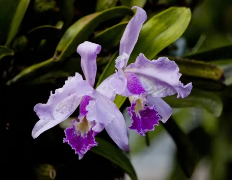 vaso per orchidea-5