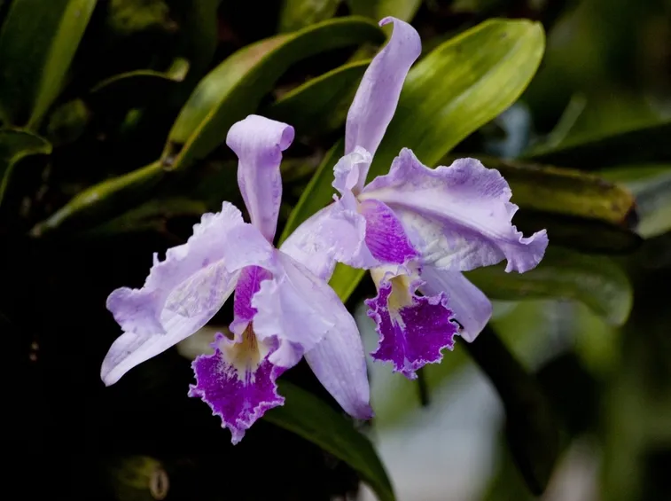 vaso per orchidea-5