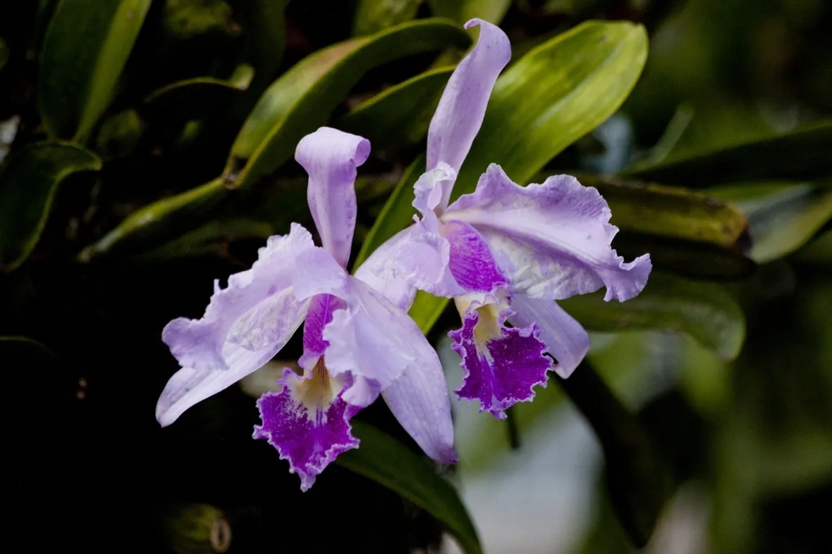 vaso per orchidea-5