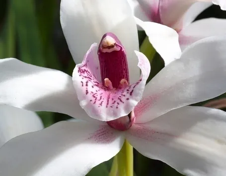 vaso per orchidea-7