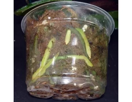vaso per orchidea-8