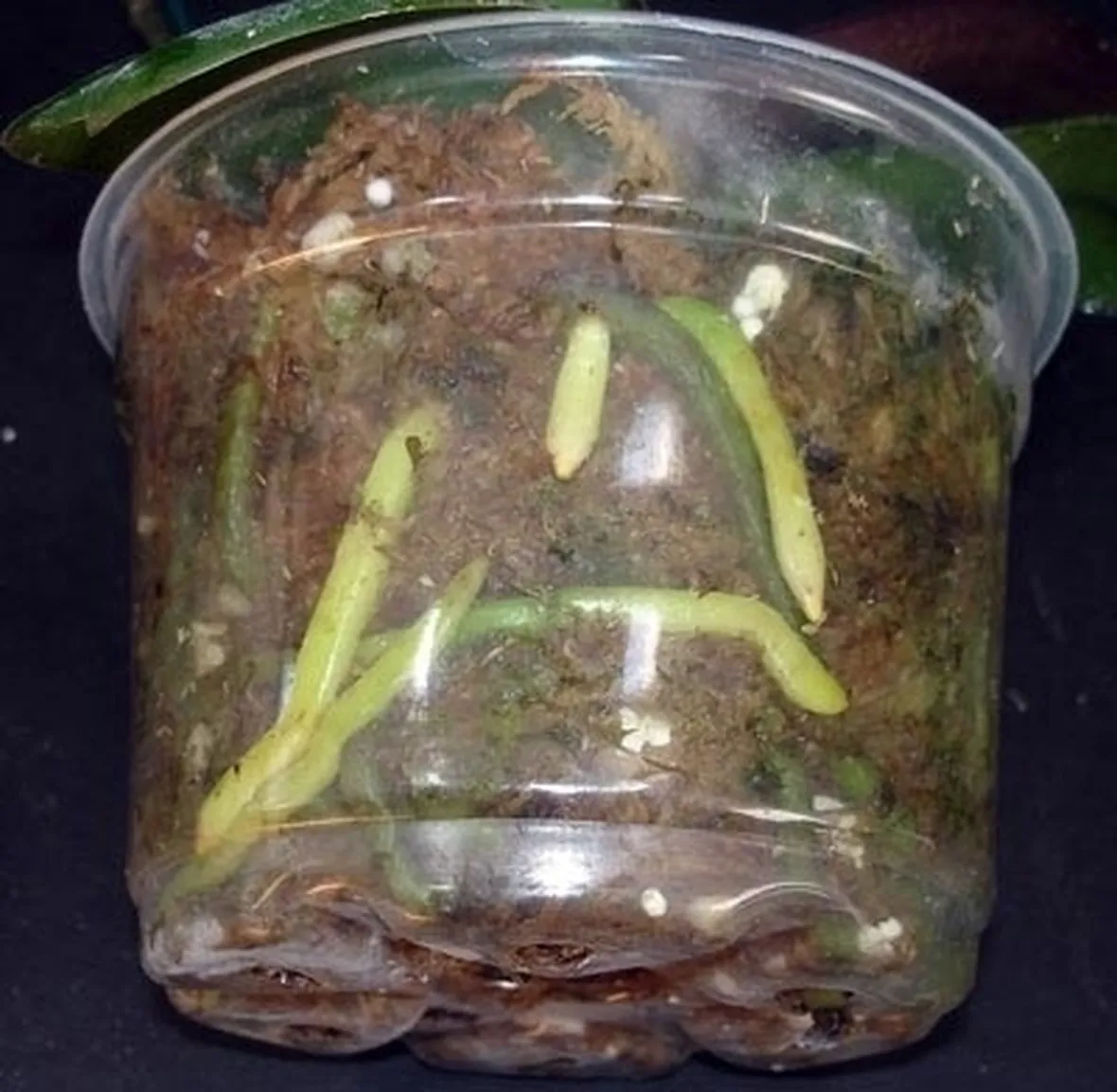 vaso per orchidea-8