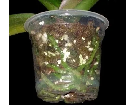 vaso per orchidea-9