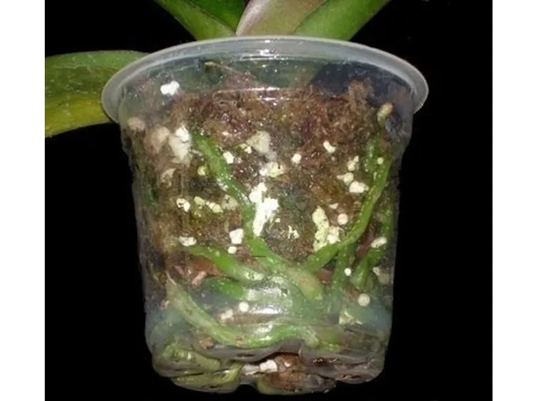 vaso per orchidea-9