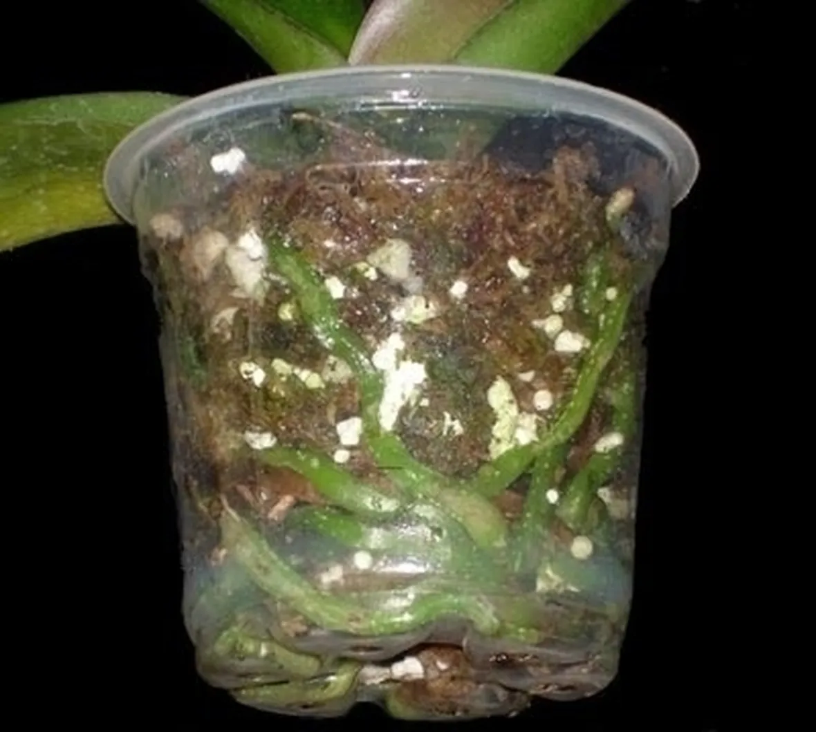 vaso per orchidea-9