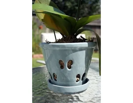 Vaso per orchidea cambria