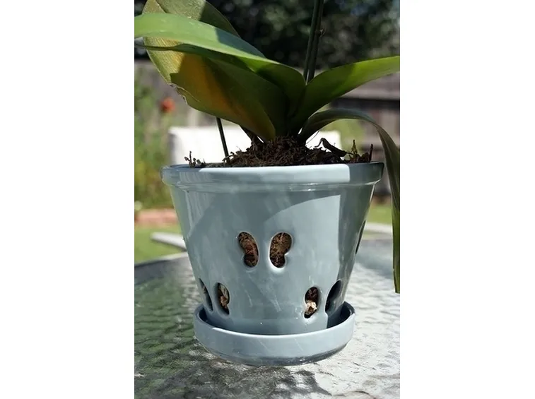Vaso per orchidea cambria