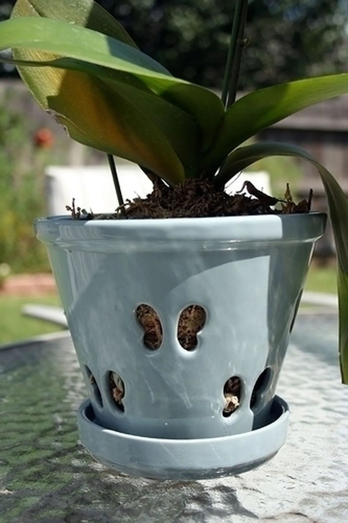 Vaso per orchidea cambria