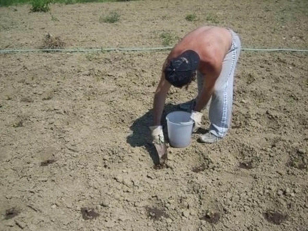 Concimare una pianta-3