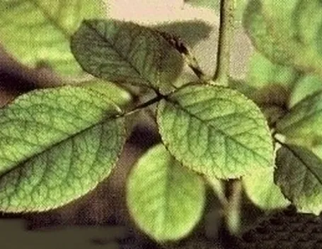 Piante gialle-2