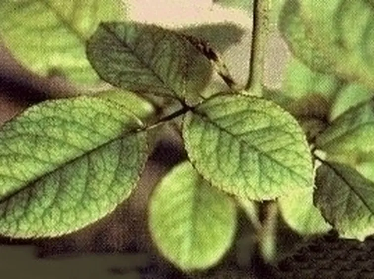 Piante gialle-2