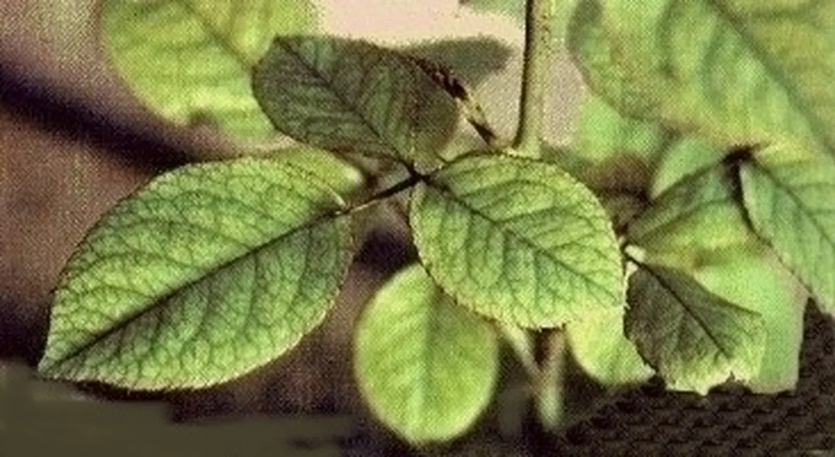 Piante gialle-2
