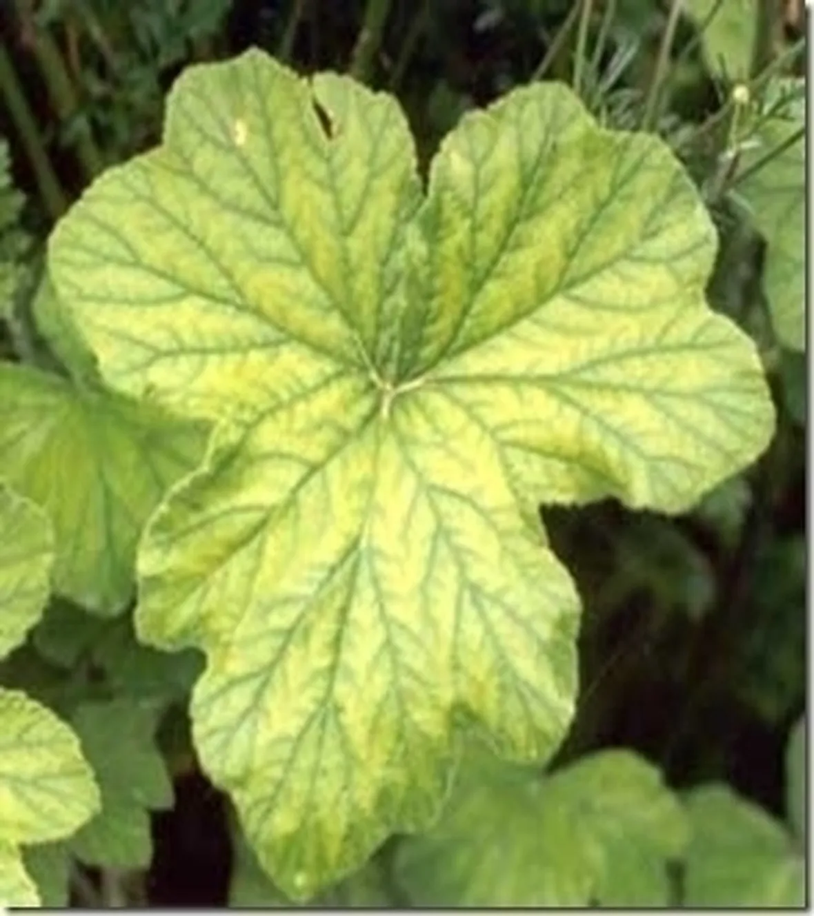 Piante gialle-3