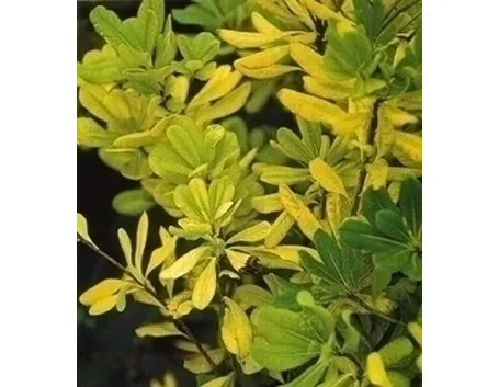 Piante gialle-4