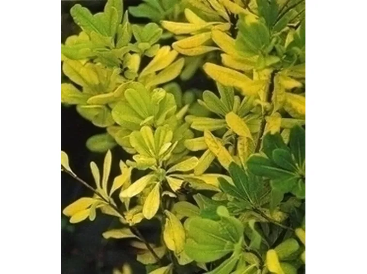 Piante gialle-4