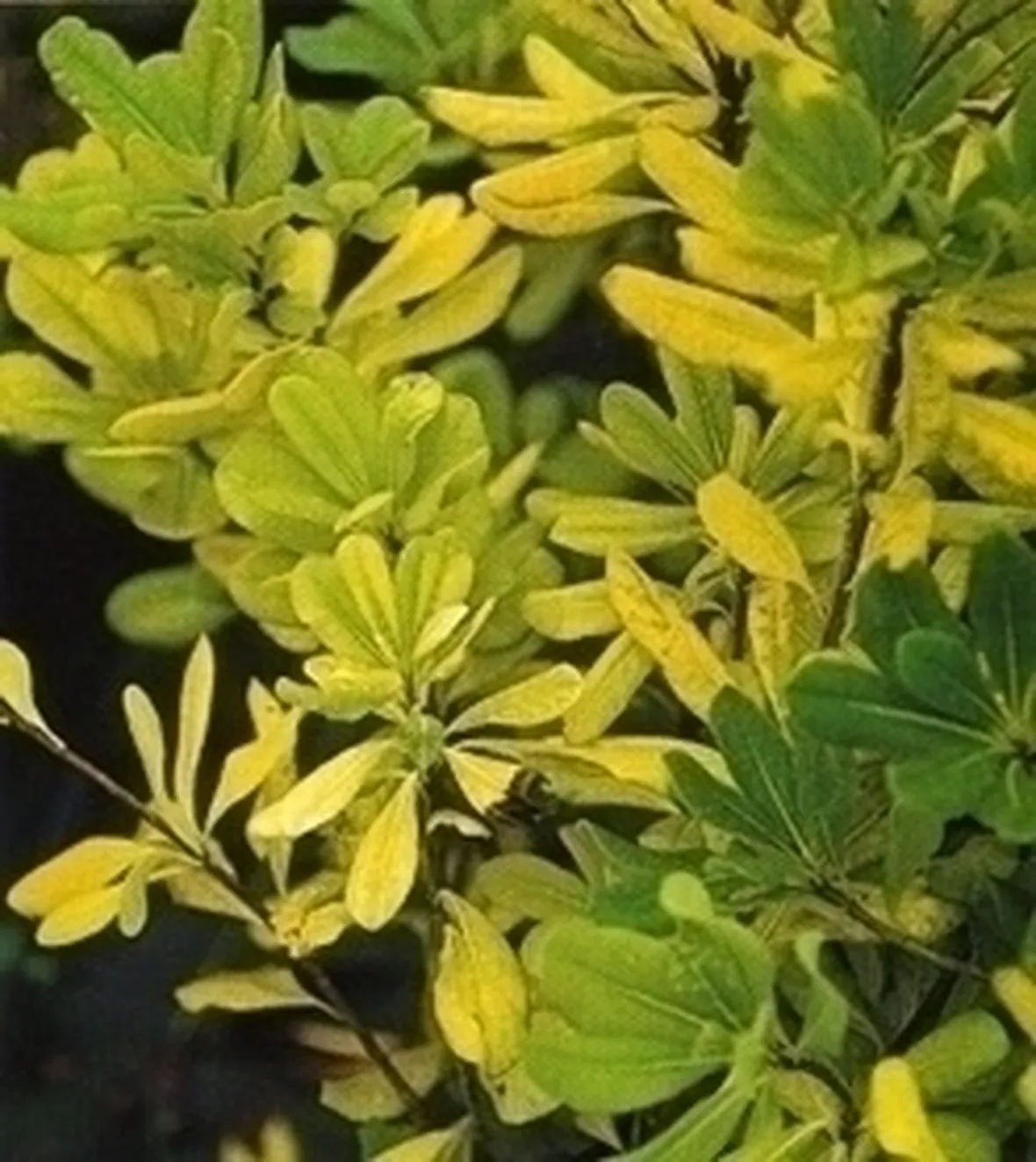 Piante gialle-4