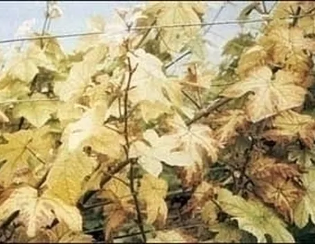 Piante gialle-5
