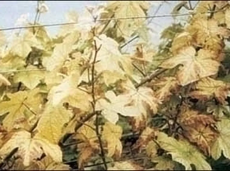 Piante gialle-5