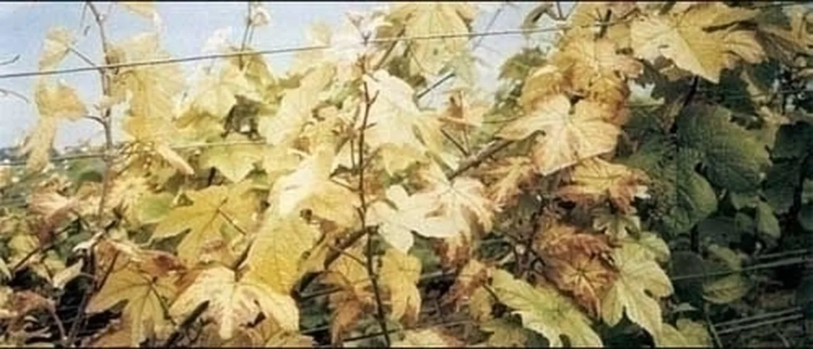 Piante gialle-5