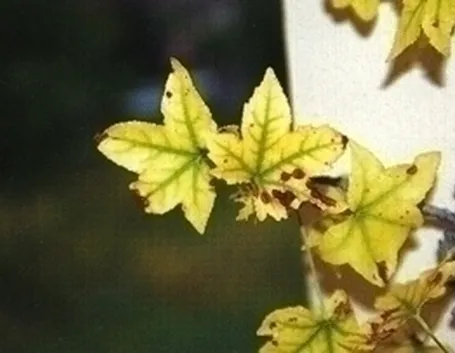 Piante gialle-6