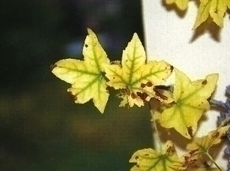 Piante gialle-6