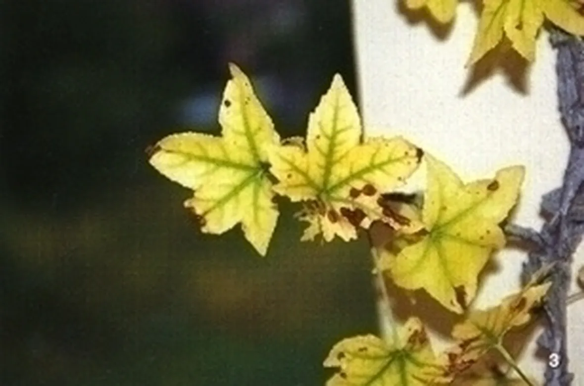 Piante gialle-6