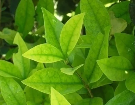 Piante gialle-9