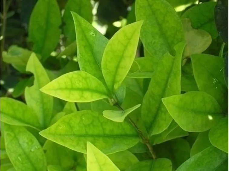 Piante gialle-9