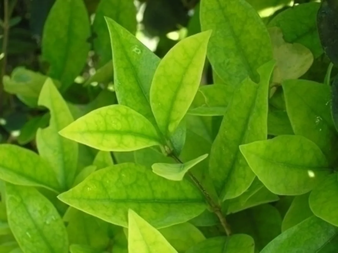 Piante gialle-9