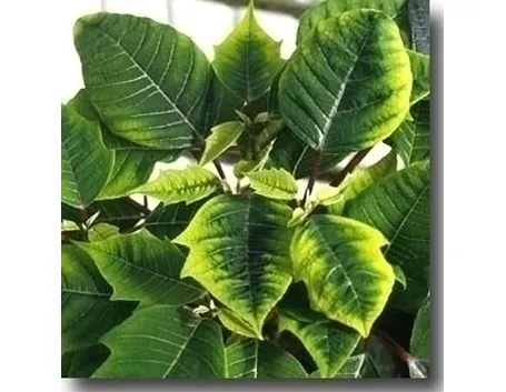 Piante gialle