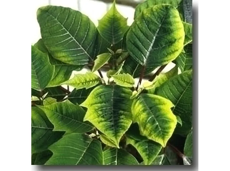 Piante gialle