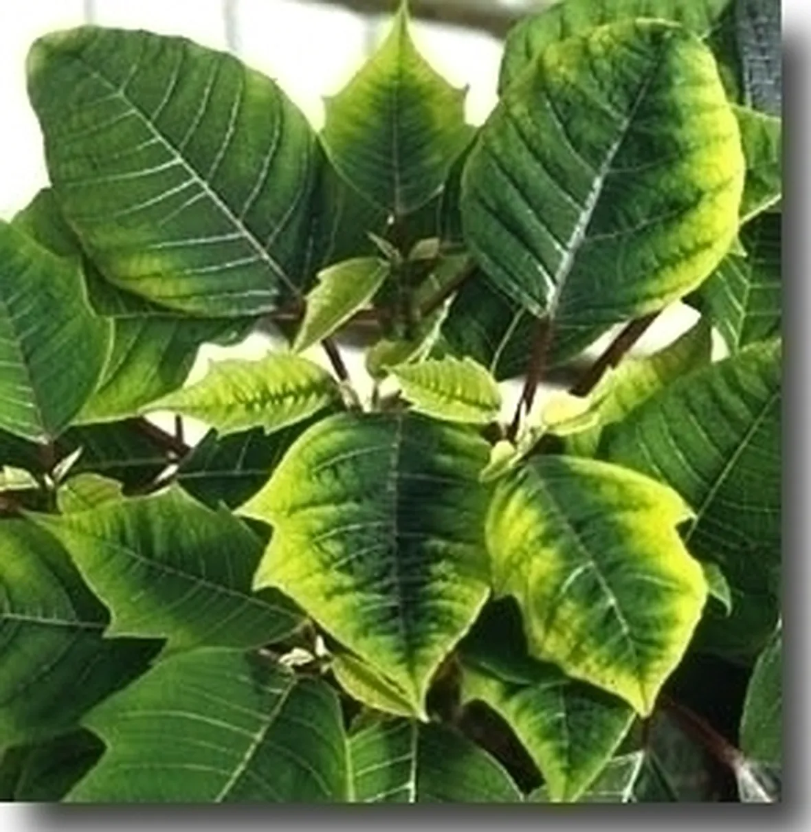 Piante gialle