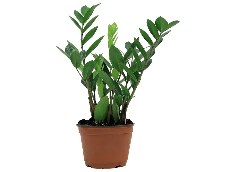 Rinvasare una pianta-3