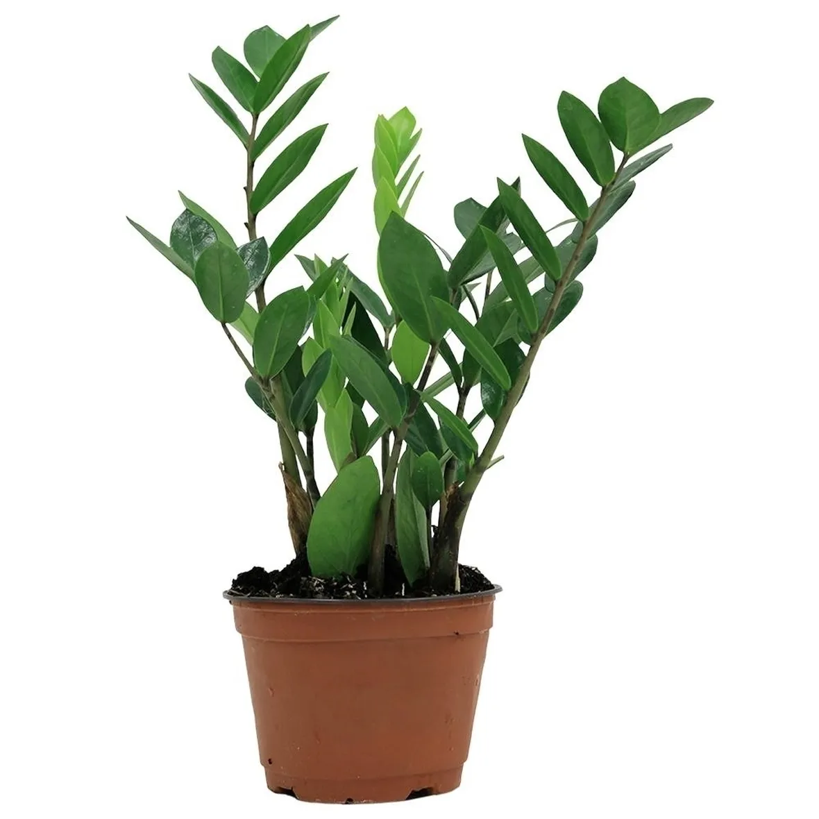 Rinvasare una pianta-3