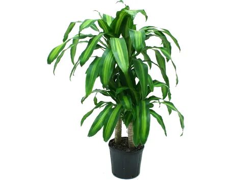 Rinvasare una pianta-5