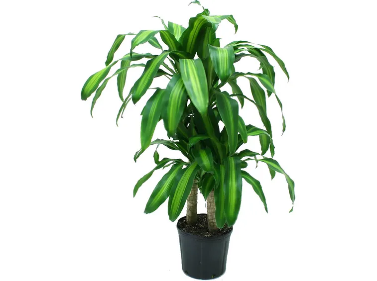 Rinvasare una pianta-5