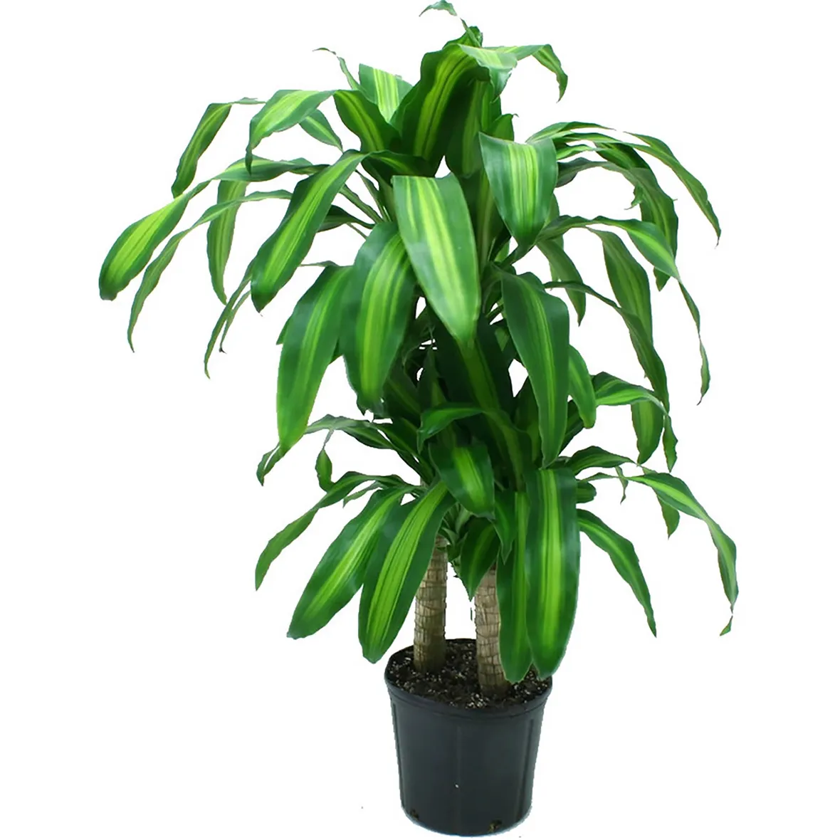 Rinvasare una pianta-5