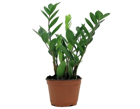 Rinvasare una pianta-6